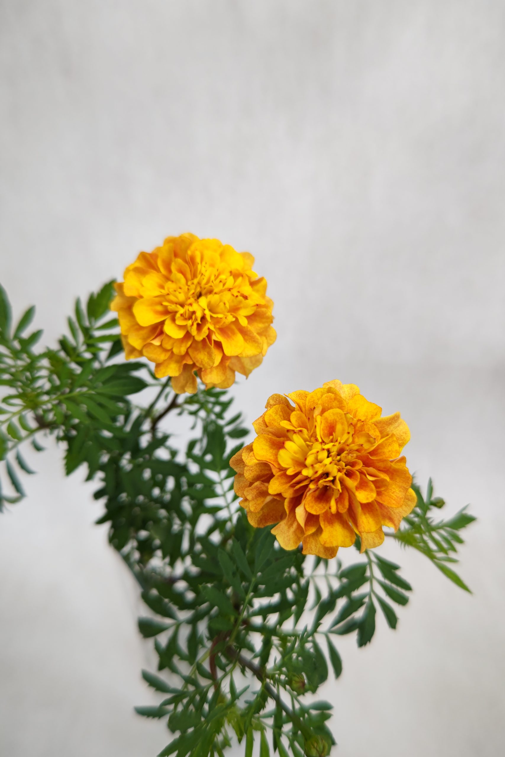 最高傑作マリーゴールド 生花】マリーゴールド(黄) 品種おまかせ【60cm/福島県】｜Flower